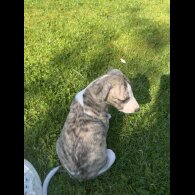 Whippet - Both