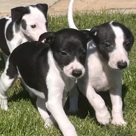 Whippet - Dogs