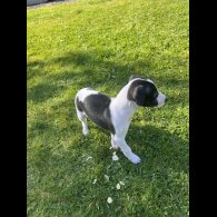 Whippet - Both