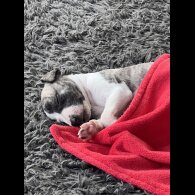 Whippet - Both