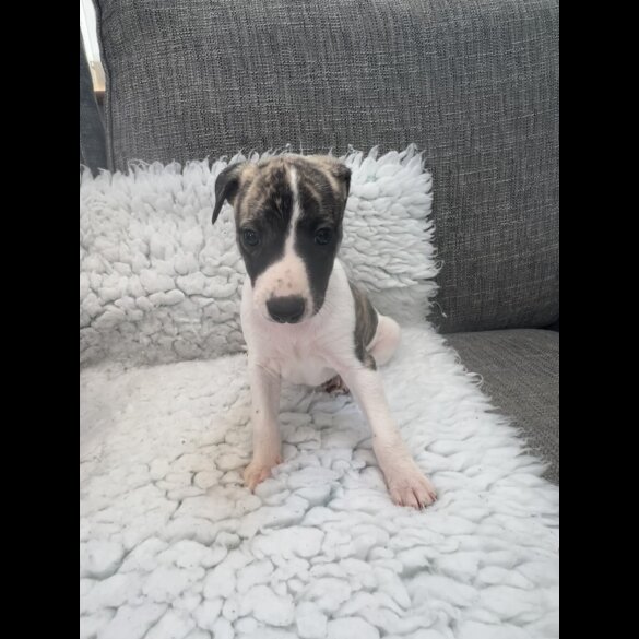 Whippet - Both