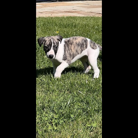 Whippet - Both