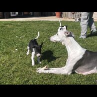 Whippet - Both