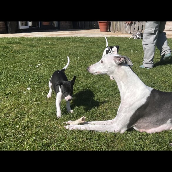 Whippet - Both