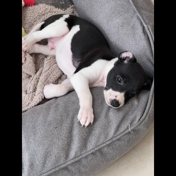 Whippet - Both