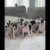 Whippet - Both