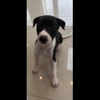 Whippet - Both