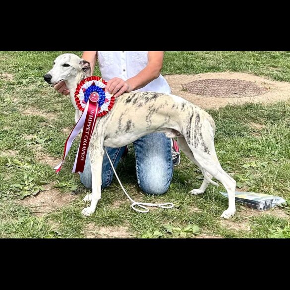Whippet - Both
