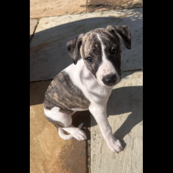Whippet - Both