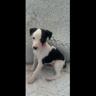 Whippet - Both