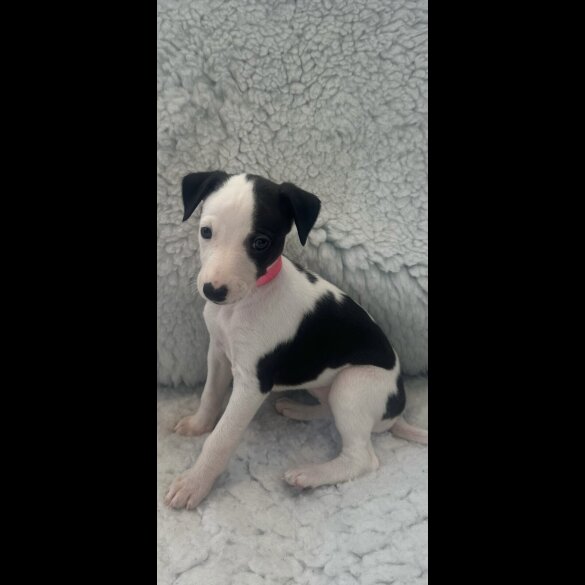 Whippet - Both
