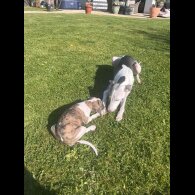 Whippet - Both