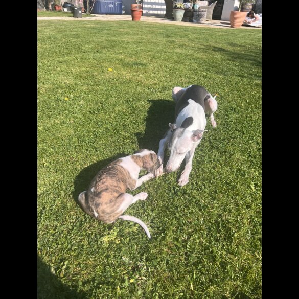 Whippet - Both