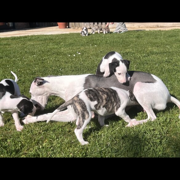 Whippet - Both