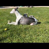 Whippet - Both