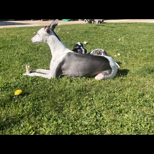 Whippet - Both