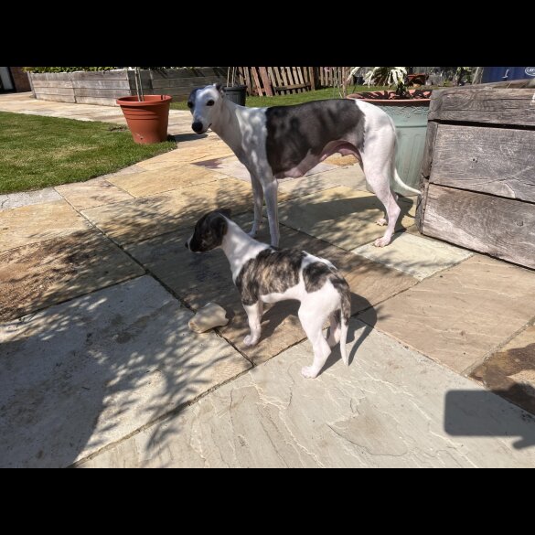 Whippet - Both