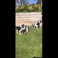 Whippet - Both