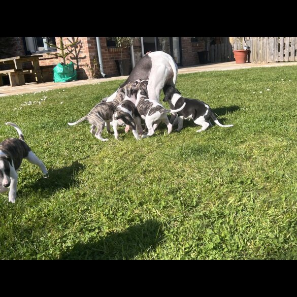 Whippet - Both