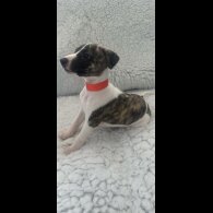 Whippet - Both