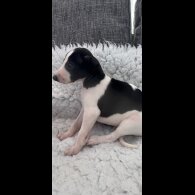 Whippet - Both