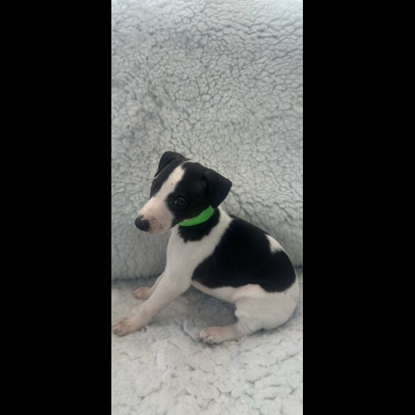 Whippet - Both