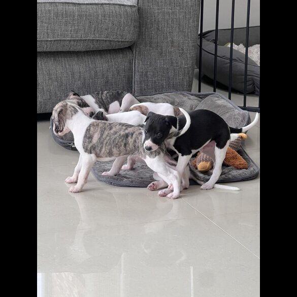 Whippet - Both