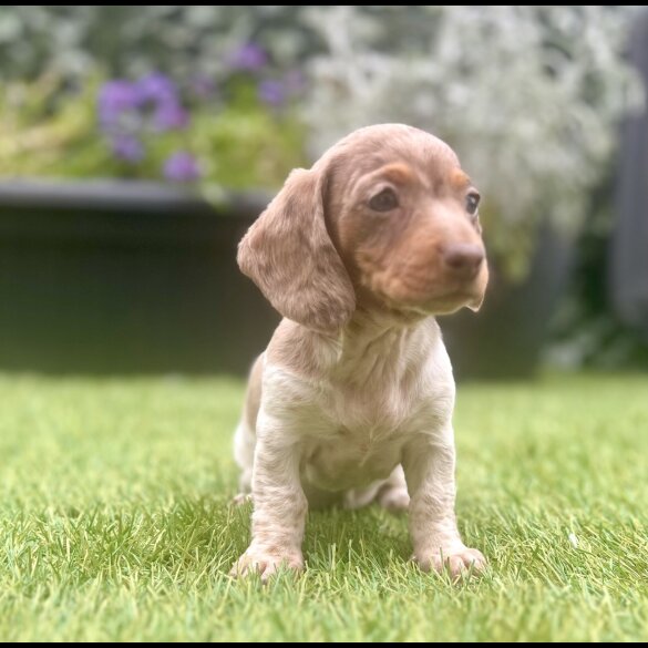 Dachshund (Standard &amp; Miniature) - Bitches