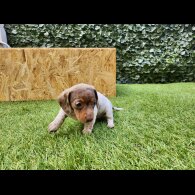 Dachshund (Standard &amp; Miniature) - Bitches