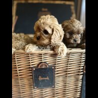 Cavapoo - Both