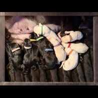 Labrador Retriever - Bitches
