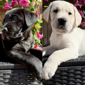 Labrador Retriever - Both