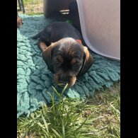 Dachshund (Standard &amp; Miniature) - Both