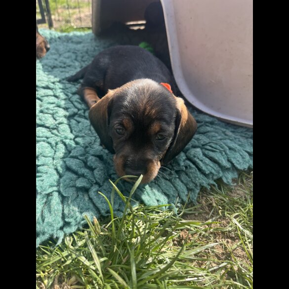 Dachshund (Standard &amp; Miniature) - Both