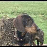 Dachshund (Standard &amp; Miniature) - Both