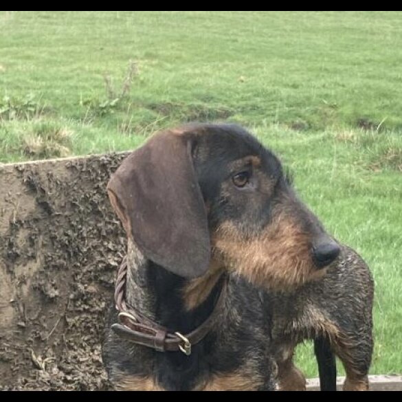 Dachshund (Standard &amp; Miniature) - Both