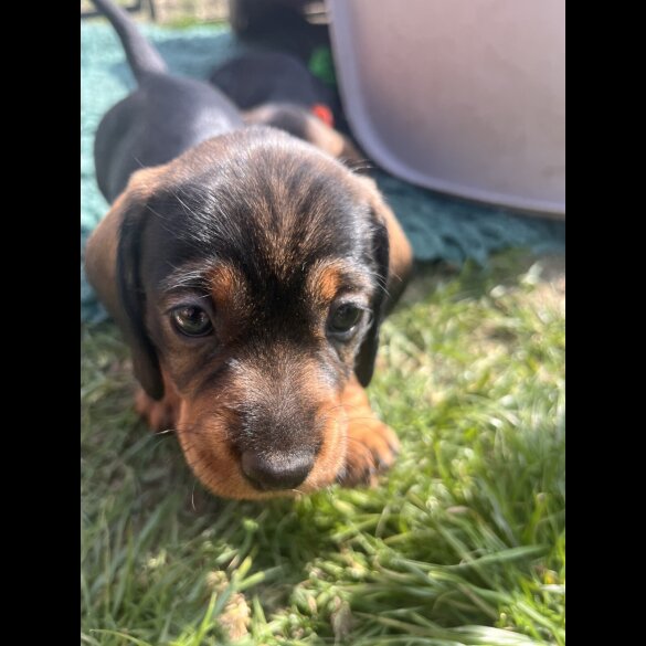 Dachshund (Standard &amp; Miniature) - Both
