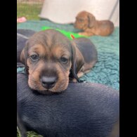 Dachshund (Standard &amp; Miniature) - Both