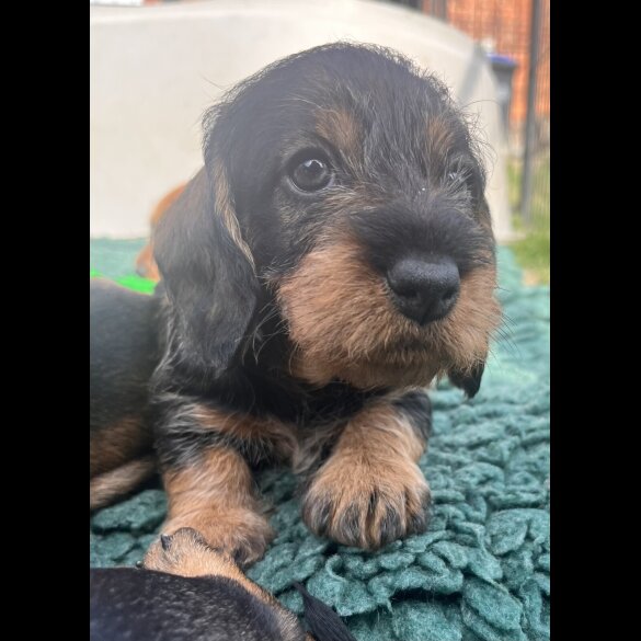 Dachshund (Standard &amp; Miniature) - Both