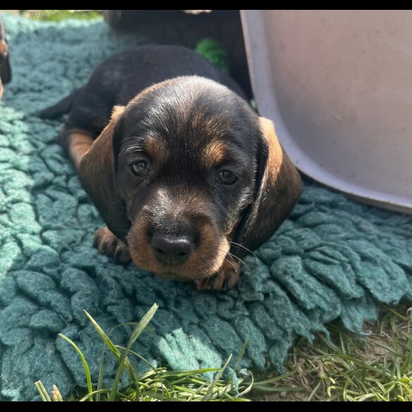 Dachshund (Standard &amp; Miniature) - Both