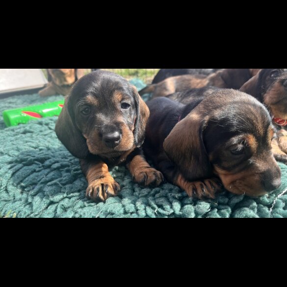 Dachshund (Standard &amp; Miniature) - Both
