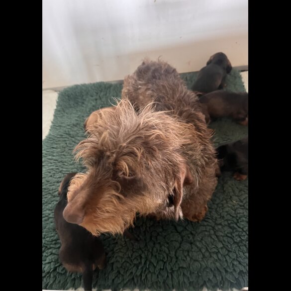 Dachshund (Standard &amp; Miniature) - Both