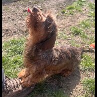 Dachshund (Standard &amp; Miniature) - Both