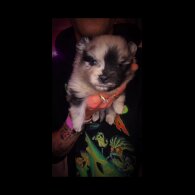 Pomeranian - Dogs