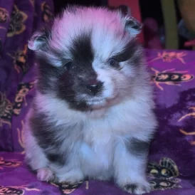 Pomeranian - Dogs