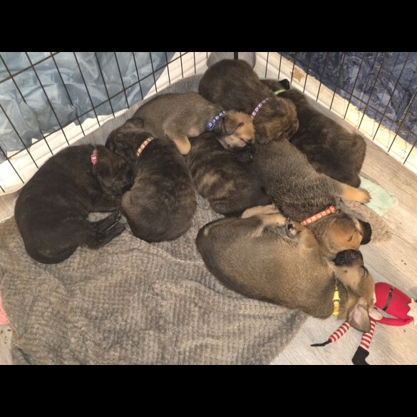 Cane Corso - Both