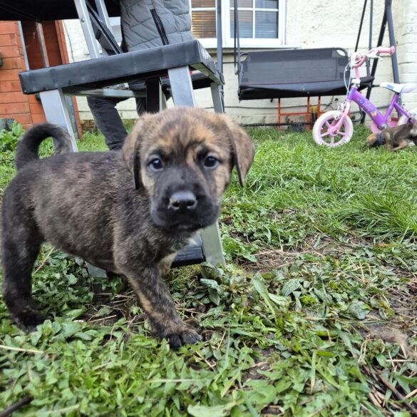 Cane Corso - Both