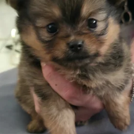 Pomeranian - Bitches