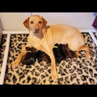Labrador Retriever - Both