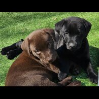Labrador Retriever - Both